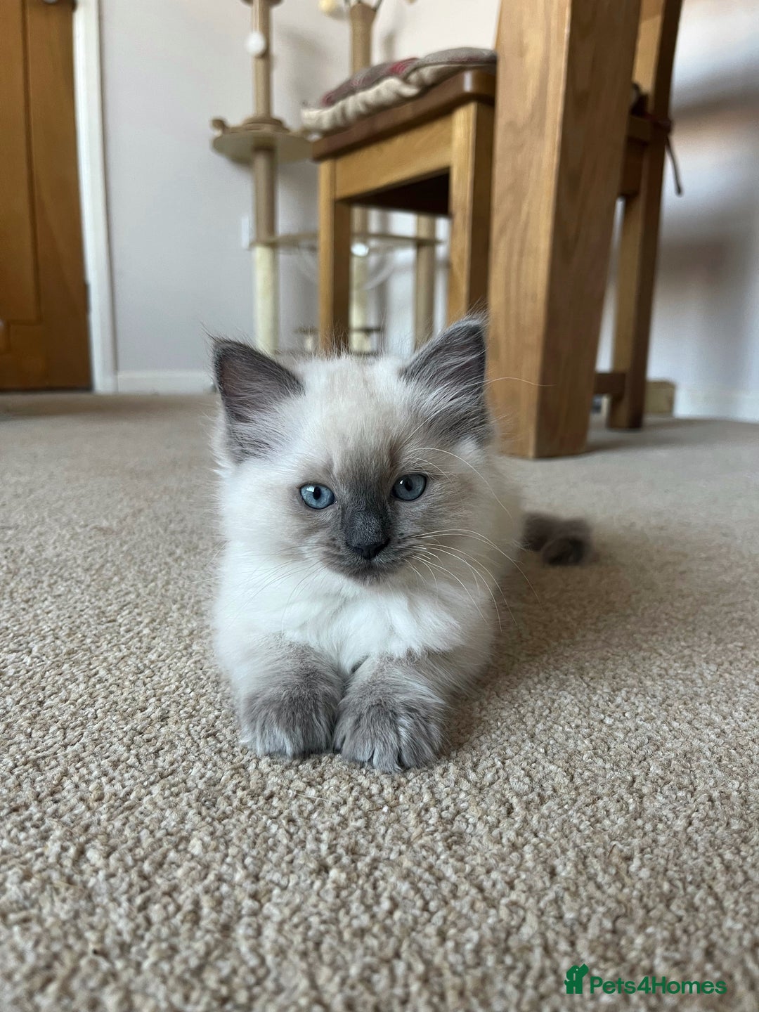 Ragdoll cats for sale: Adorable Blue Point Ragdoll Kittens - Image 2