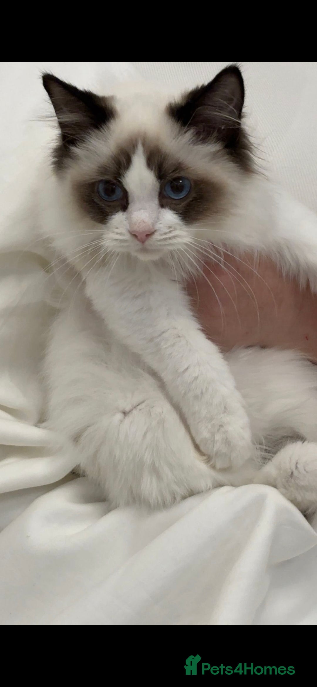 Ragdoll cats for sale: TICA REGISTERED RAGDOLL'S CHAMPION LINES. - Image 15