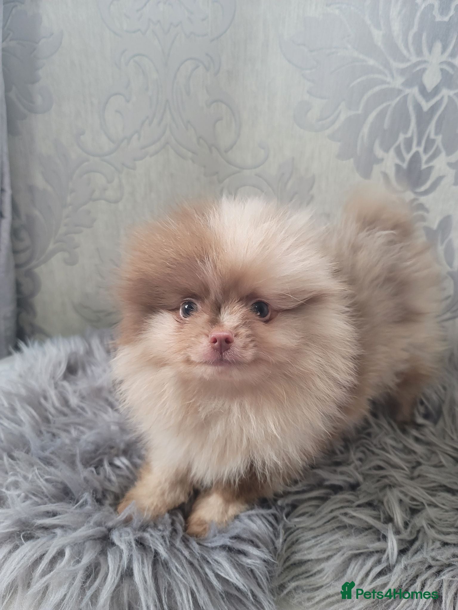 Pomeranian dogs 2 stunning poms  - Advert 10