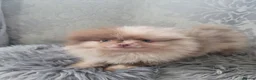 Pomeranian dogs for sale: 2 stunning poms  in Gainsborough - Advert 5