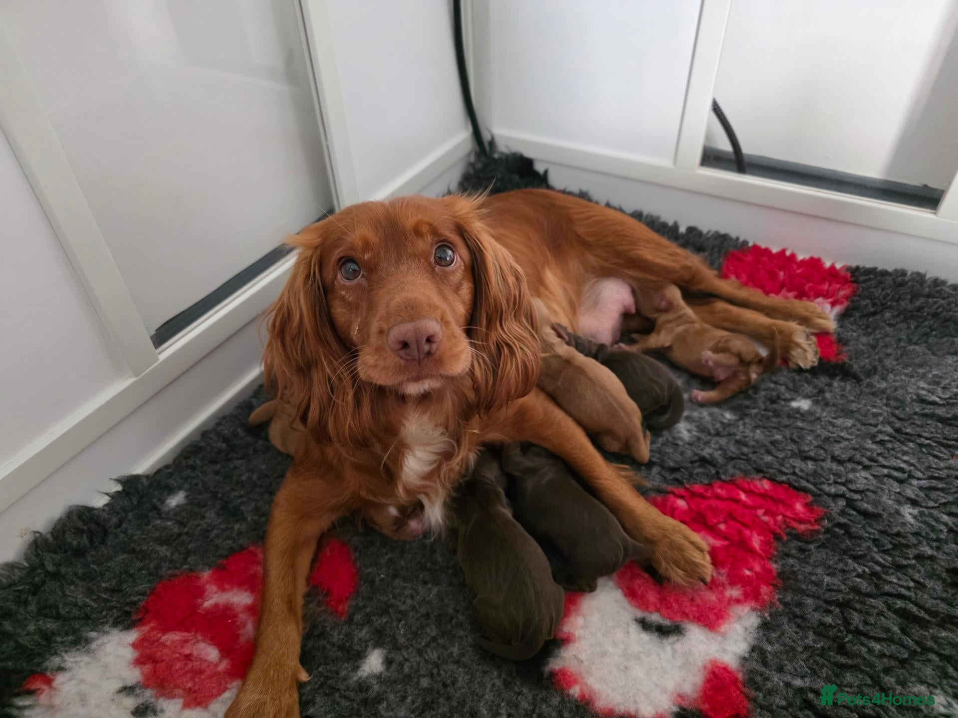 Cocker Spaniel dogs Stunning Working Cocker Pups KC Reg. - Advert 2