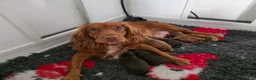 Cocker Spaniel dogs for sale: Stunning Working Cocker Pups KC Reg. - Advert 2