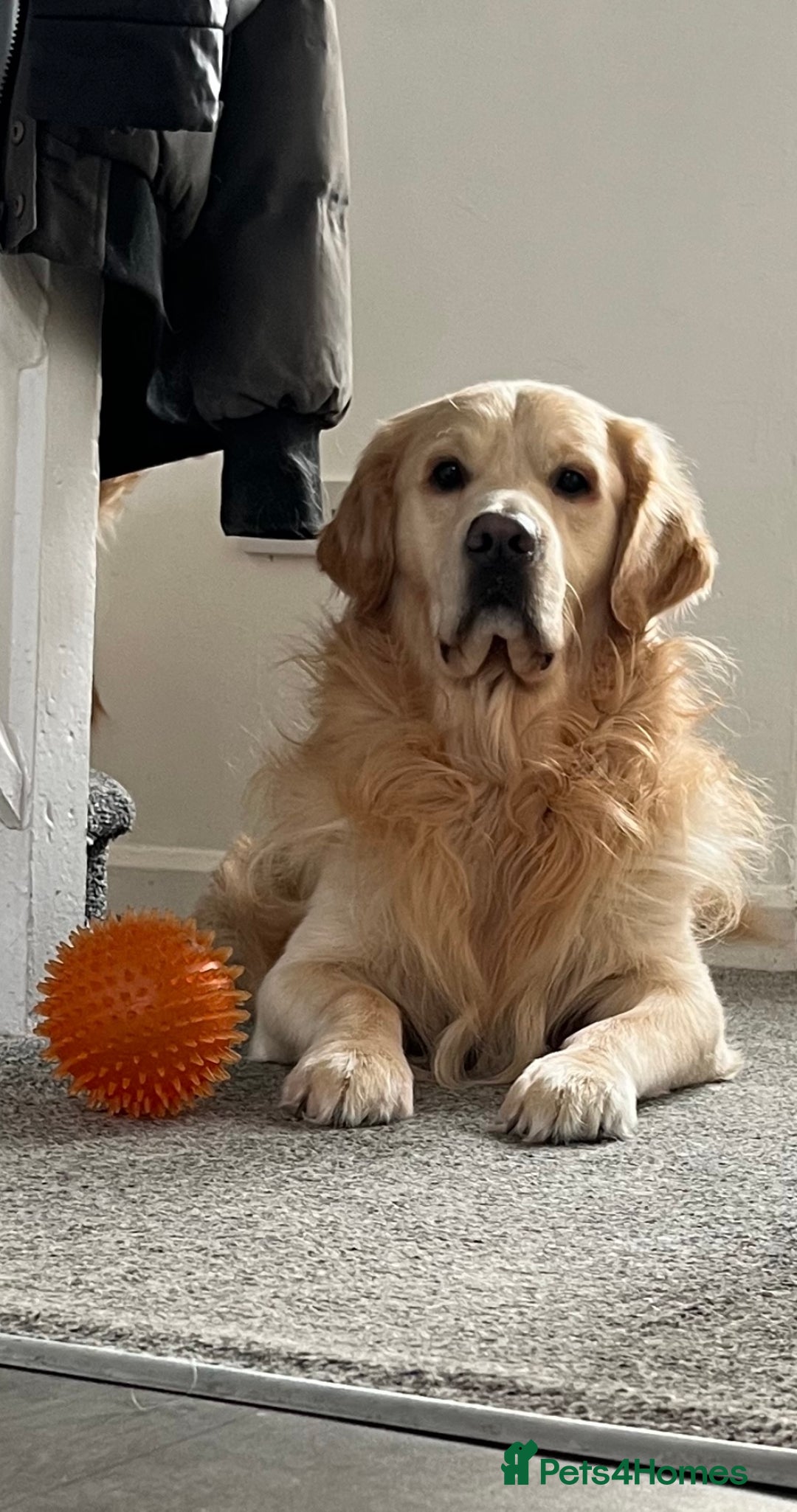Golden Retriever dogs for sale: Golden retriever puppies - Image 17