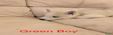 Siberian Husky Puppy 4