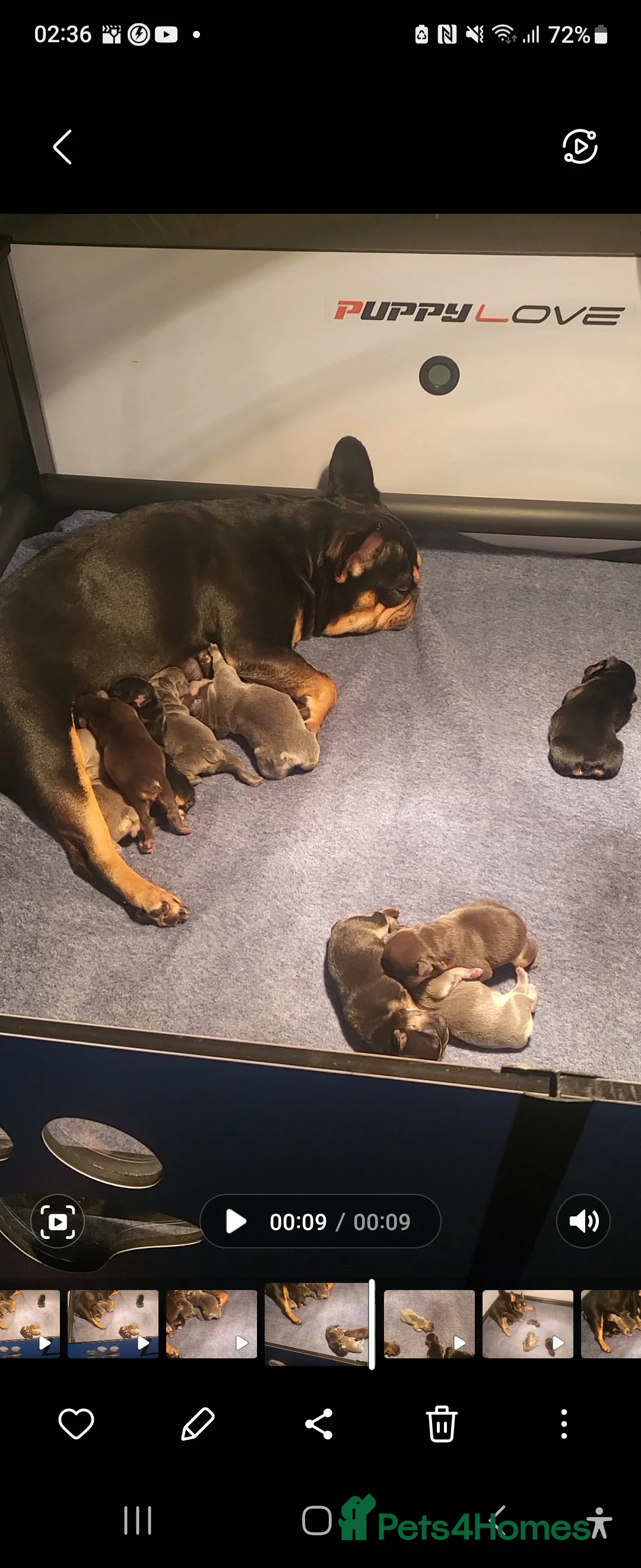 French Bulldog dogs for stud: RAGNAR lilac tan visual fluffy frenchbulldog stud  in Pontefract - Advert 4