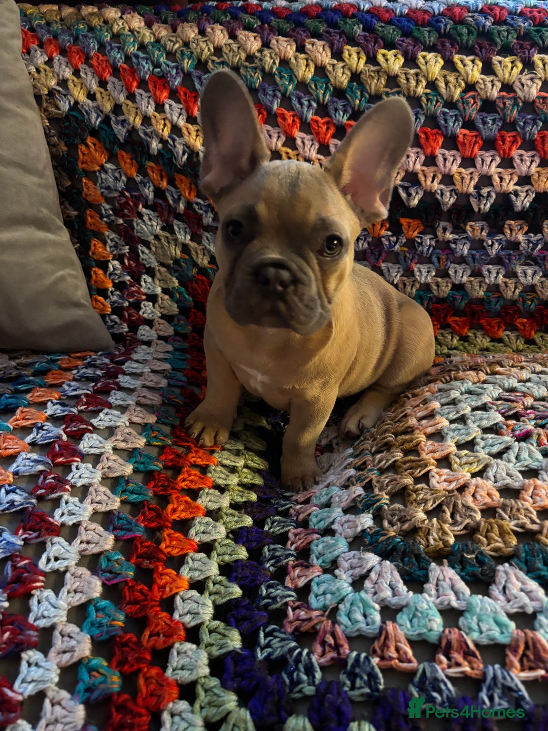 French Bulldog dogs for sale: Beautiful Frenchie Puppy Looking For Loving Home - Advert 1
