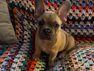 French Bulldog dogs Beautiful Frenchie Puppy Looking For Loving Home - Advert 2