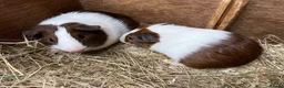 Guinea Pig rodents for sale: Male/Boar Guinea Pigs - Advert 8