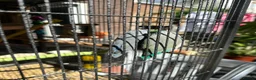 Lovebirds birds for sale: 2x love birds - Advert 2