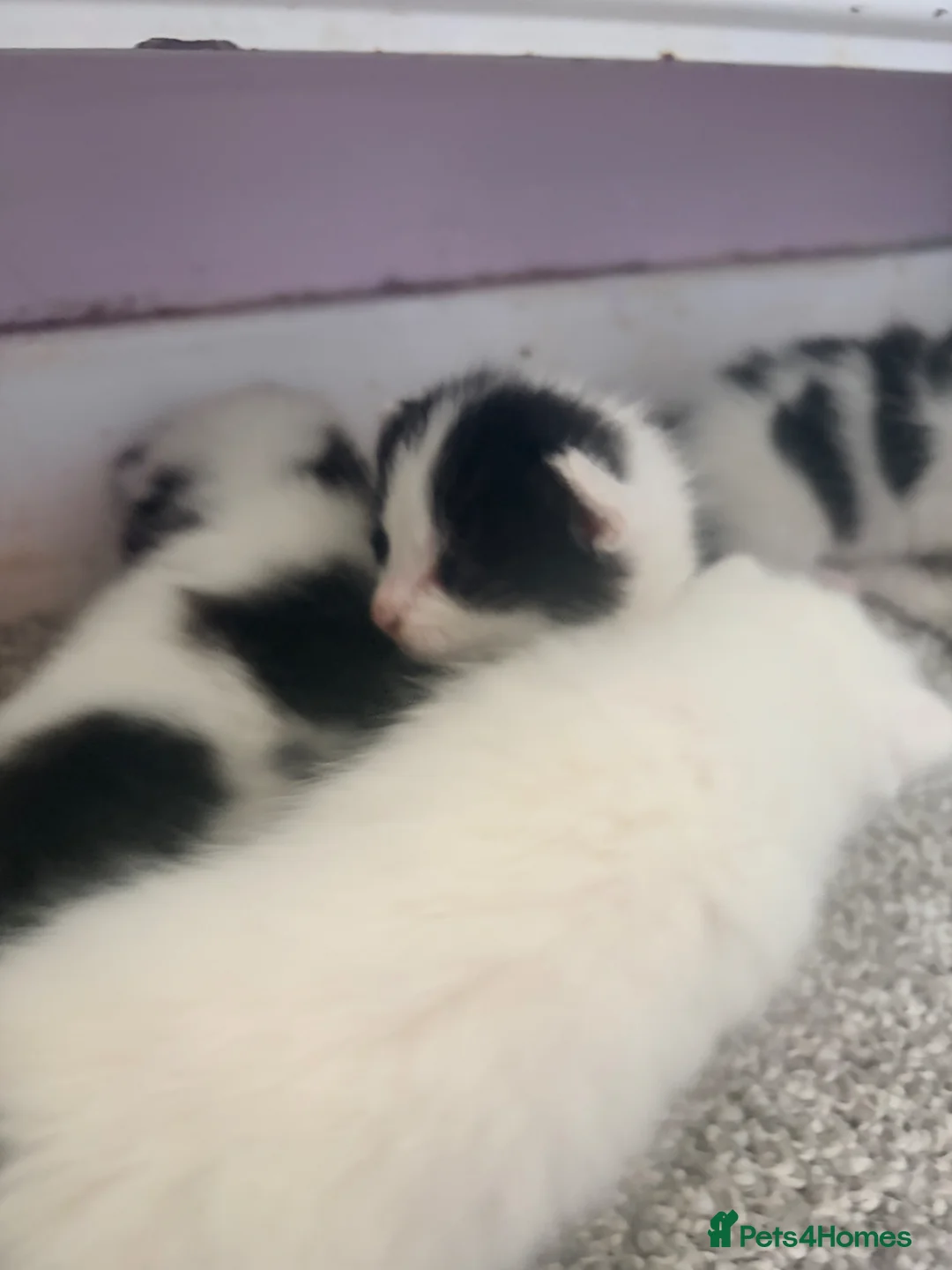 Mixed Breed cats for sale: 4 beautiful fluffy kitten  - Advert 1