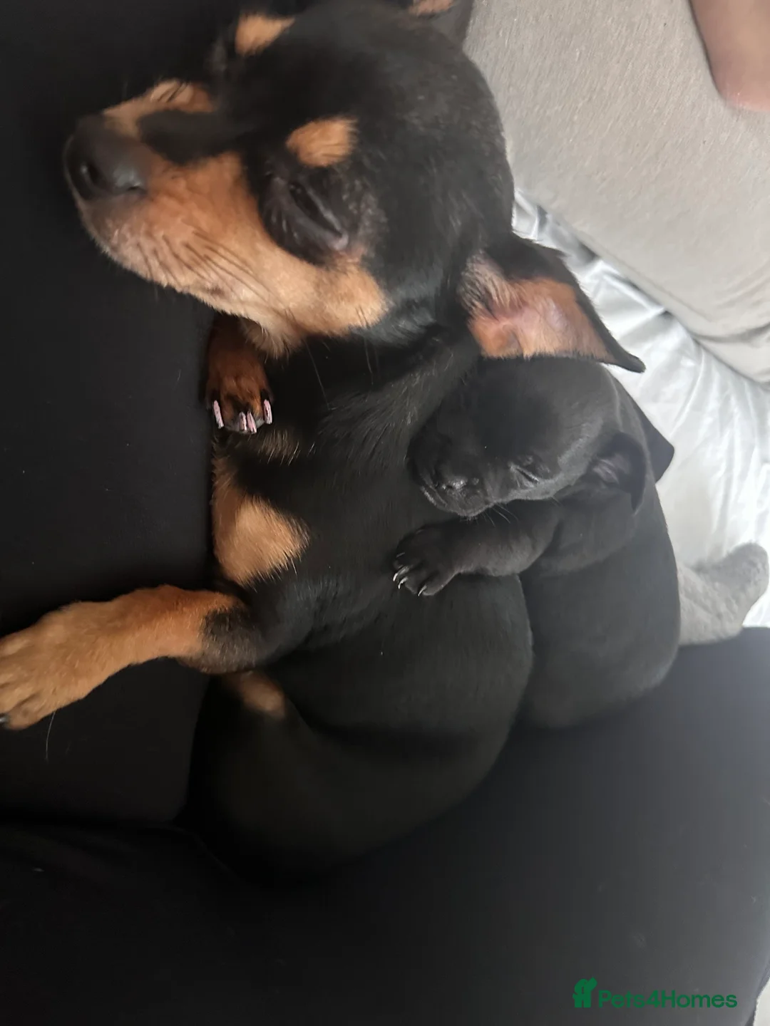 Chihuahua dogs for sale: Black chihuahua boy  - Advert 10
