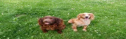 Cocker Spaniel dogs for sale: KC working Cocker Spaniel puppies in Aboyne - Advert 9
