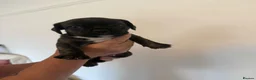 Mixed Breed dogs for sale: 7 Adorable puppies 🐾 in Swansea - Advert 2