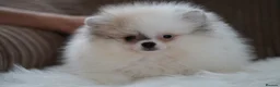 Pomeranian dogs for sale: Cute puppies  - Advert 16