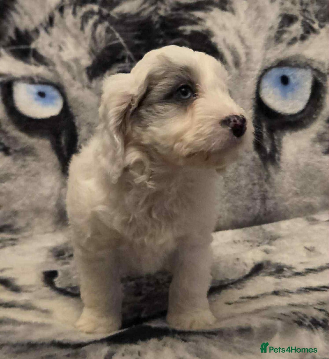 Cockapoo dogs for sale: F1 Merle cockerpoo  - Advert 2