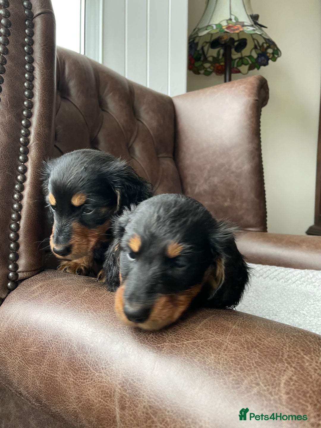 Miniature Dachshund dogs for sale: Miniature longhaired dachshund puppies   - Advert 7