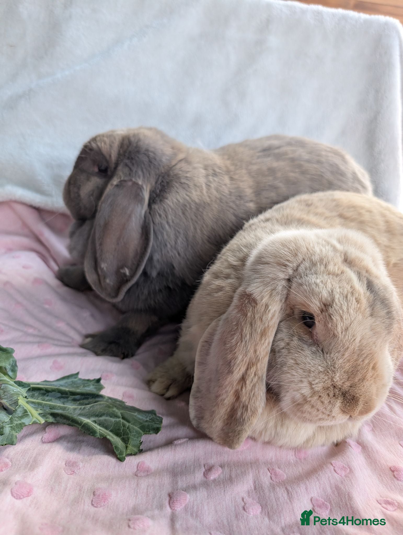 French Lop rabbits Bonded Pair of Female French Lop Rabbits - Advert 1