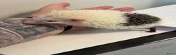 Pygmy Hedgehog rodents for sale: Weezy the Pygmy Hedgehog looking for a new home - Advert 2