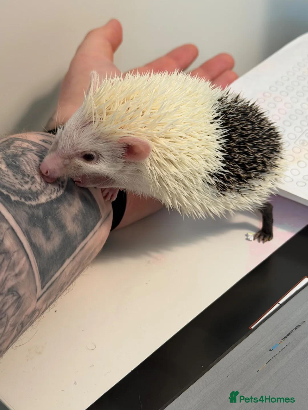Pygmy Hedgehog rodents for sale: Weezy the Pygmy Hedgehog looking for a new home - Advert 2