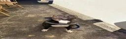 Staffordshire Bull Terrier dogs for sale: 2 year old Staffy called Rolo in Ellesmere - Advert 3