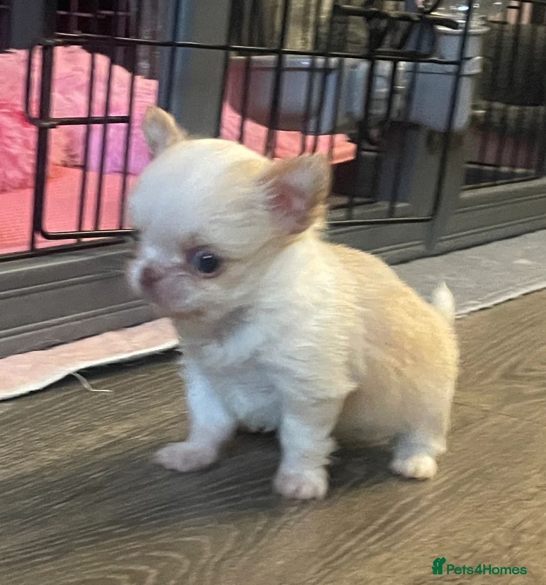 Chihuahua dogs for sale: Gorgeous  little  Longcoat Boy Kc 🌟🌟🌟🌟🌟 - Advert 19