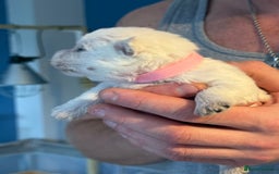 West Highland Terrier dogs for sale: West Highland Terrier Puppies for Loving Homes - Image 15
