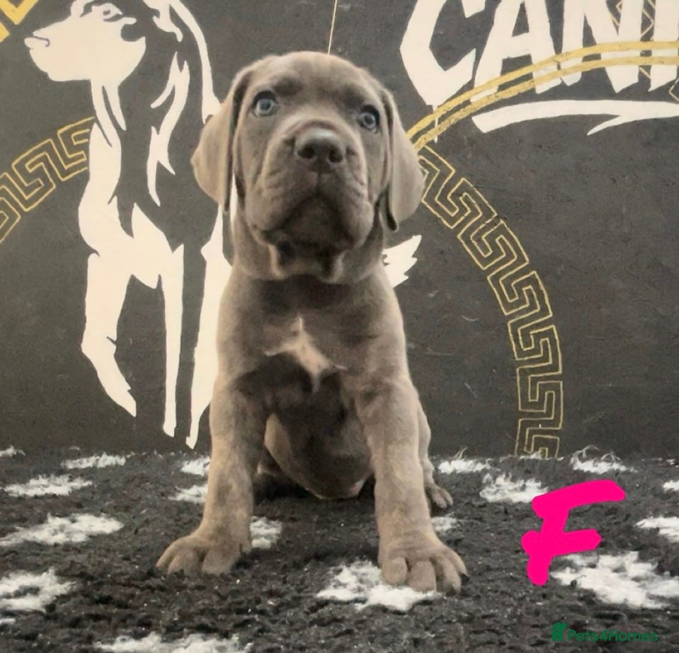 Cane Corso dogs Cane corso puppies - Advert 1