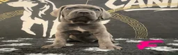 Cane Corso dogs for sale: Cane corso puppies in Rochford - Advert 2