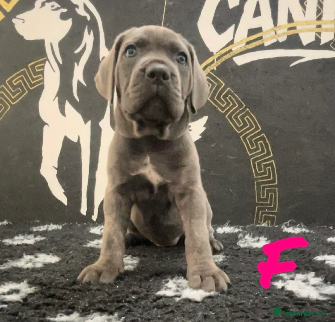Cane Corso dogs for sale: Cane corso puppies in Rochford - Advert 2