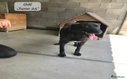Mixed Breed dogs for adoption: Gilbert, 6 yrs old. Reserved stc. - Image 6