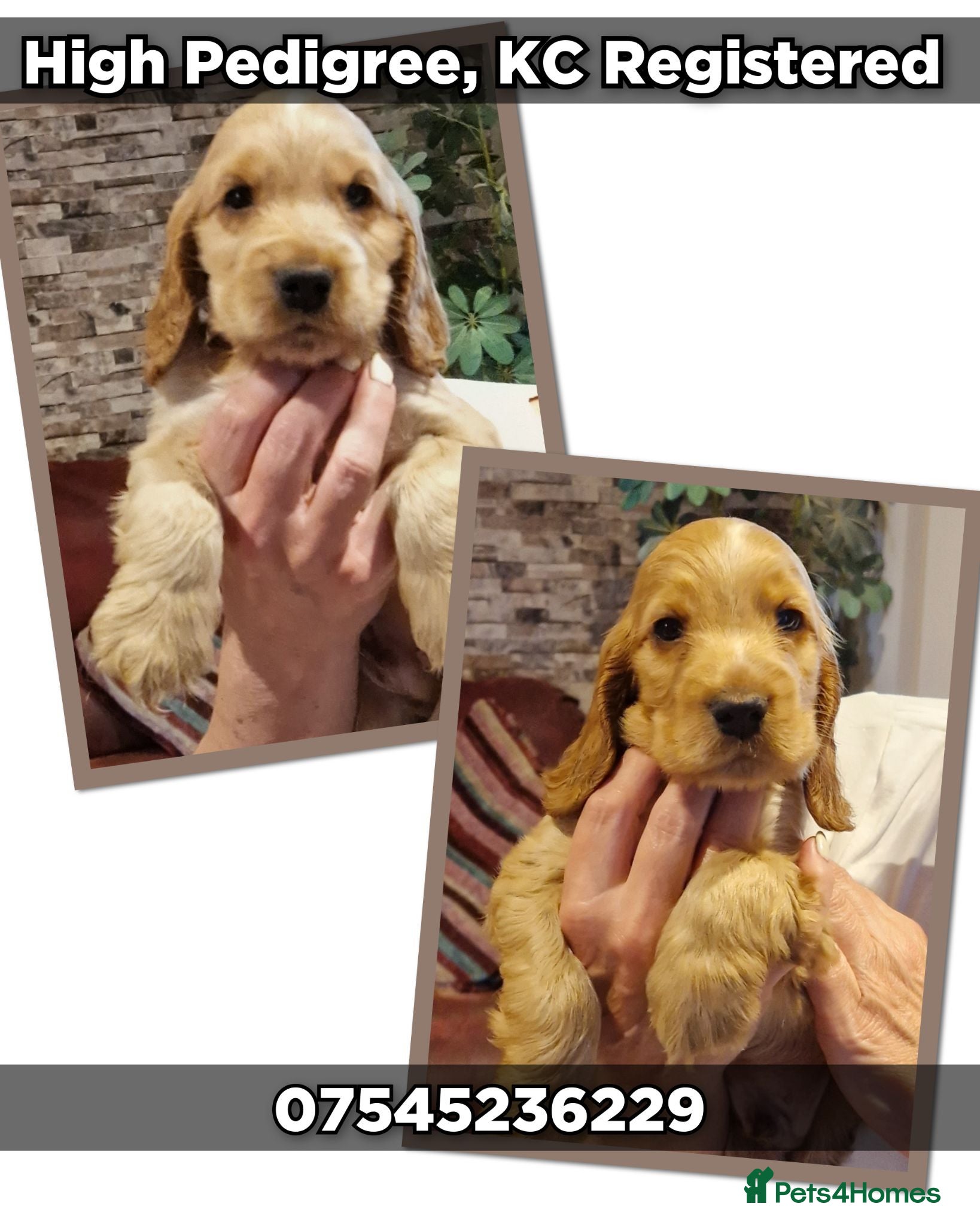 Cocker Spaniel dogs KC, 2 Golden Show Cockers puppies available - Advert 5