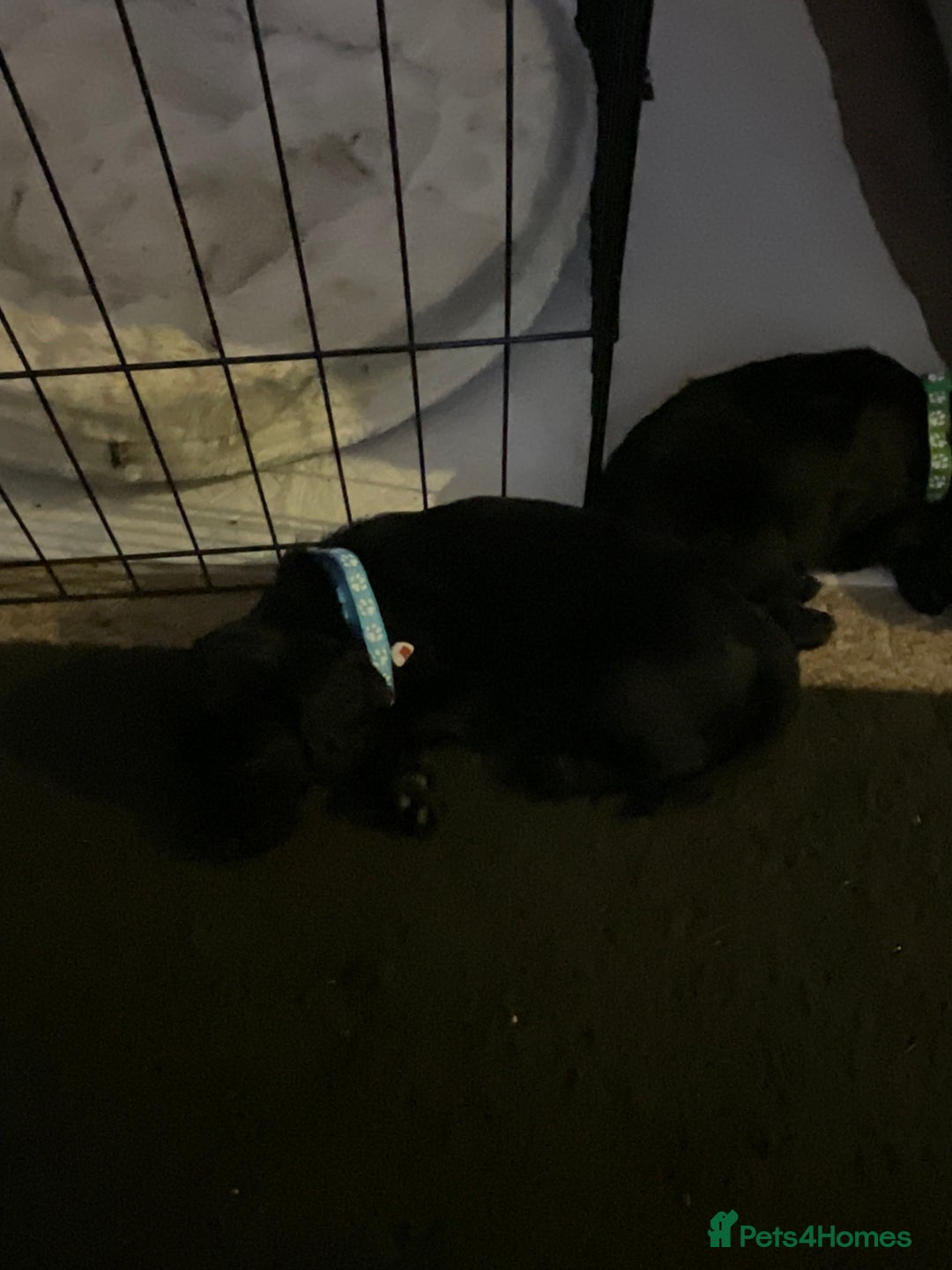 Cockapoo dogs for sale: 5 cockapoo puppies for adoption - Advert 1