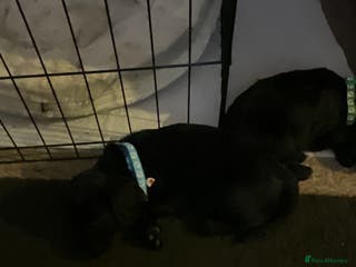 Cockapoo dogs 5 cockapoo puppies for adoption - Advert 15