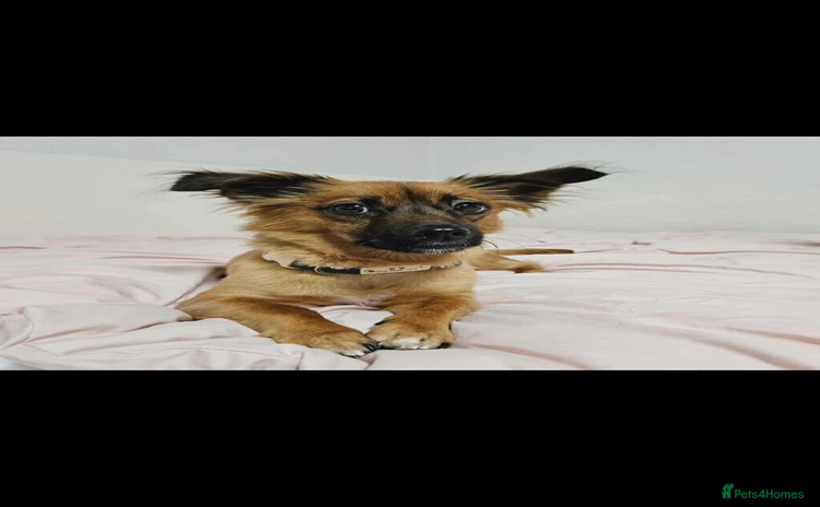 Pomsky dogs - Advert 1