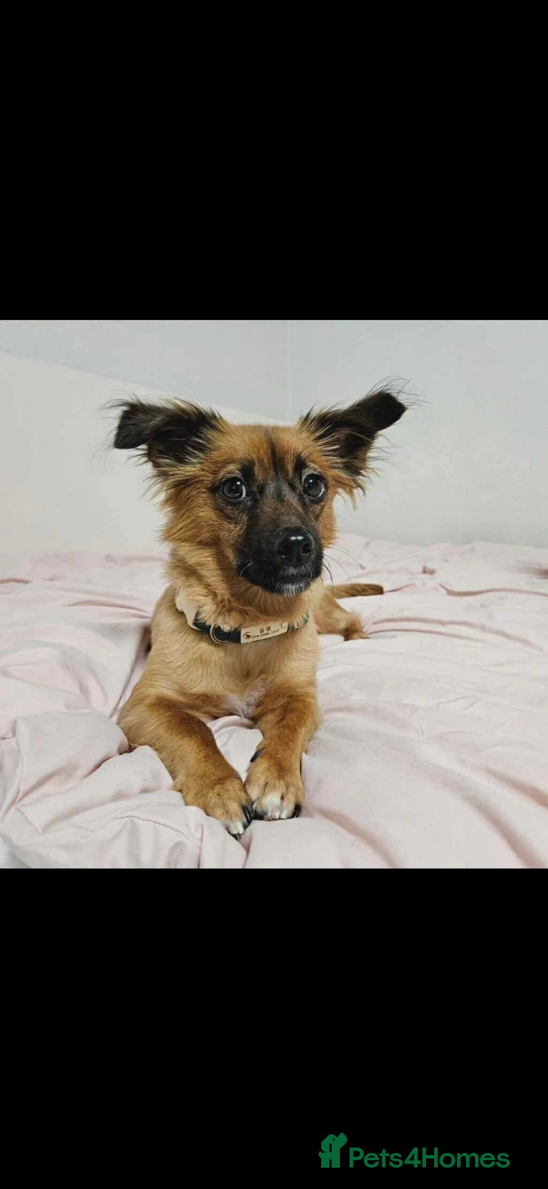 Pomsky dogs for adoption: Goori 4-5 years meat trade survivor  - Image 1