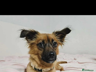 Pomsky dogs - Advert 1