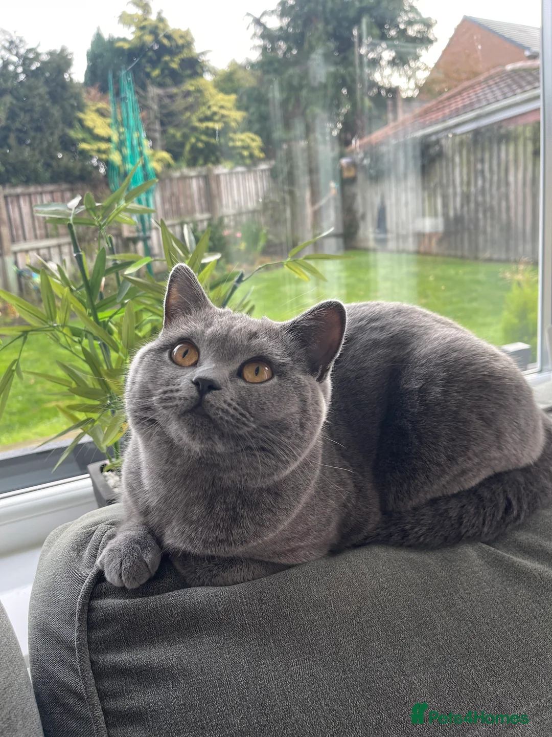 British Shorthair cats for sale: BRITISH SHORTHAIR KITTENS (registered) - Advert 5