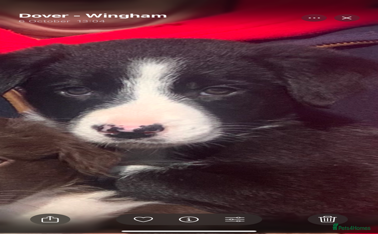 Border Collie dogs - Advert 1
