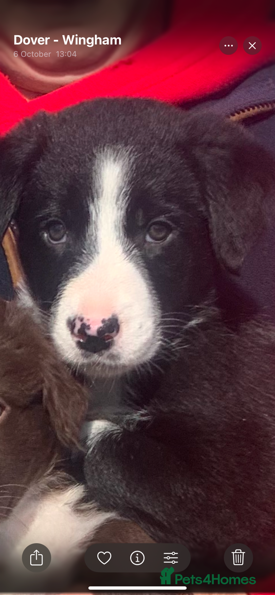 Border Collie dogs for sale: Border collie puppies - Image 1