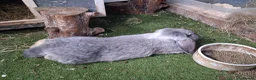 French Lop rabbits for sale: French lop bunnies - Advert 11