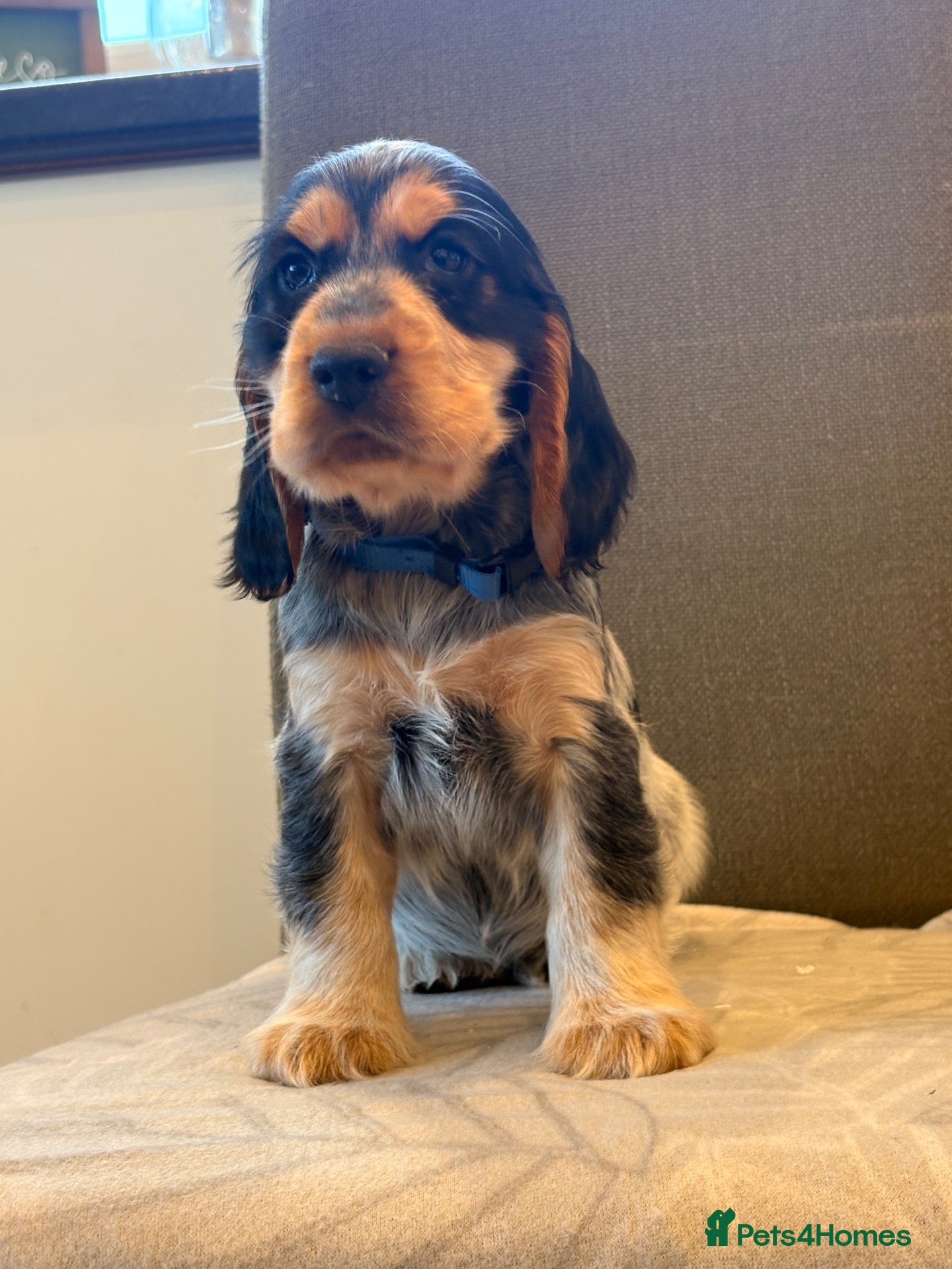Cocker Spaniel dogs KC reg Show Type Cocker Spaniel pups DNA tested - Advert 1