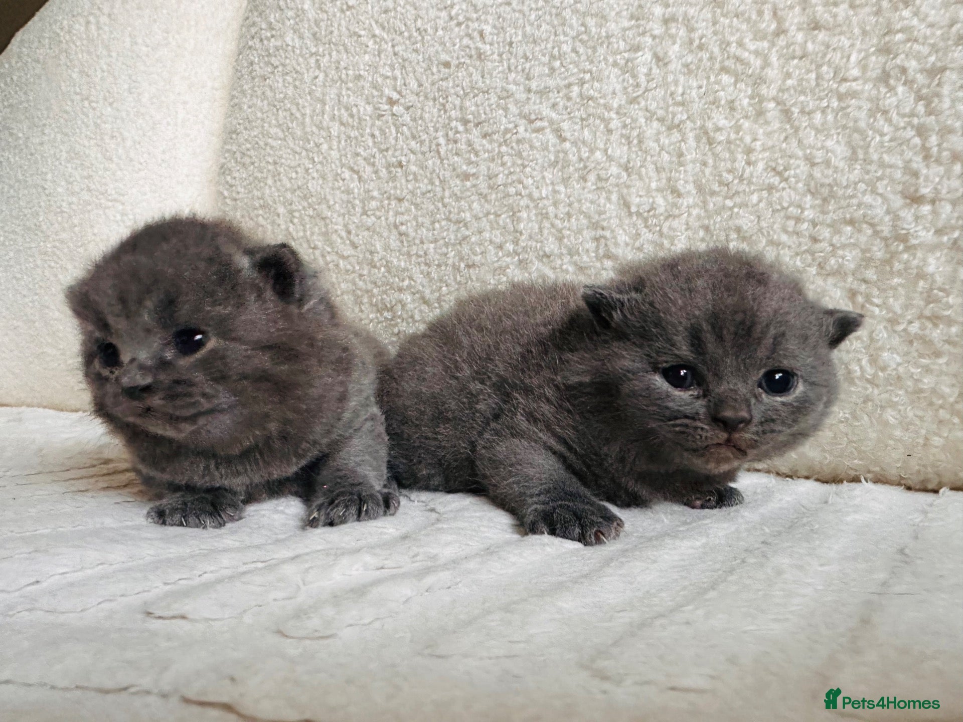 British Shorthair cats BSH blue fluffy boys, pure bread  - Advert 2