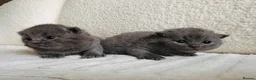 British Shorthair cats for sale: BSH blue fluffy boys, pure bread  - Advert 2
