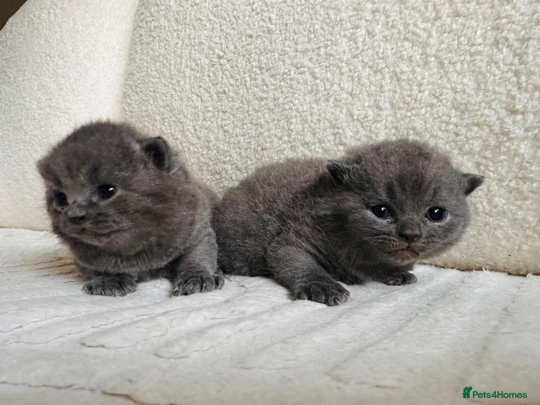 British Shorthair cats for sale: BSH blue fluffy boys, pure bread  - Advert 2