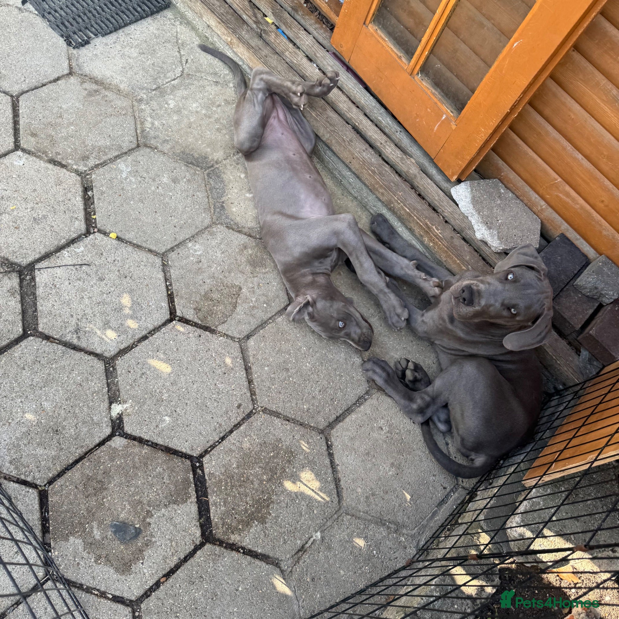 Great Dane dogs Ready for new home now!! - Advert 2