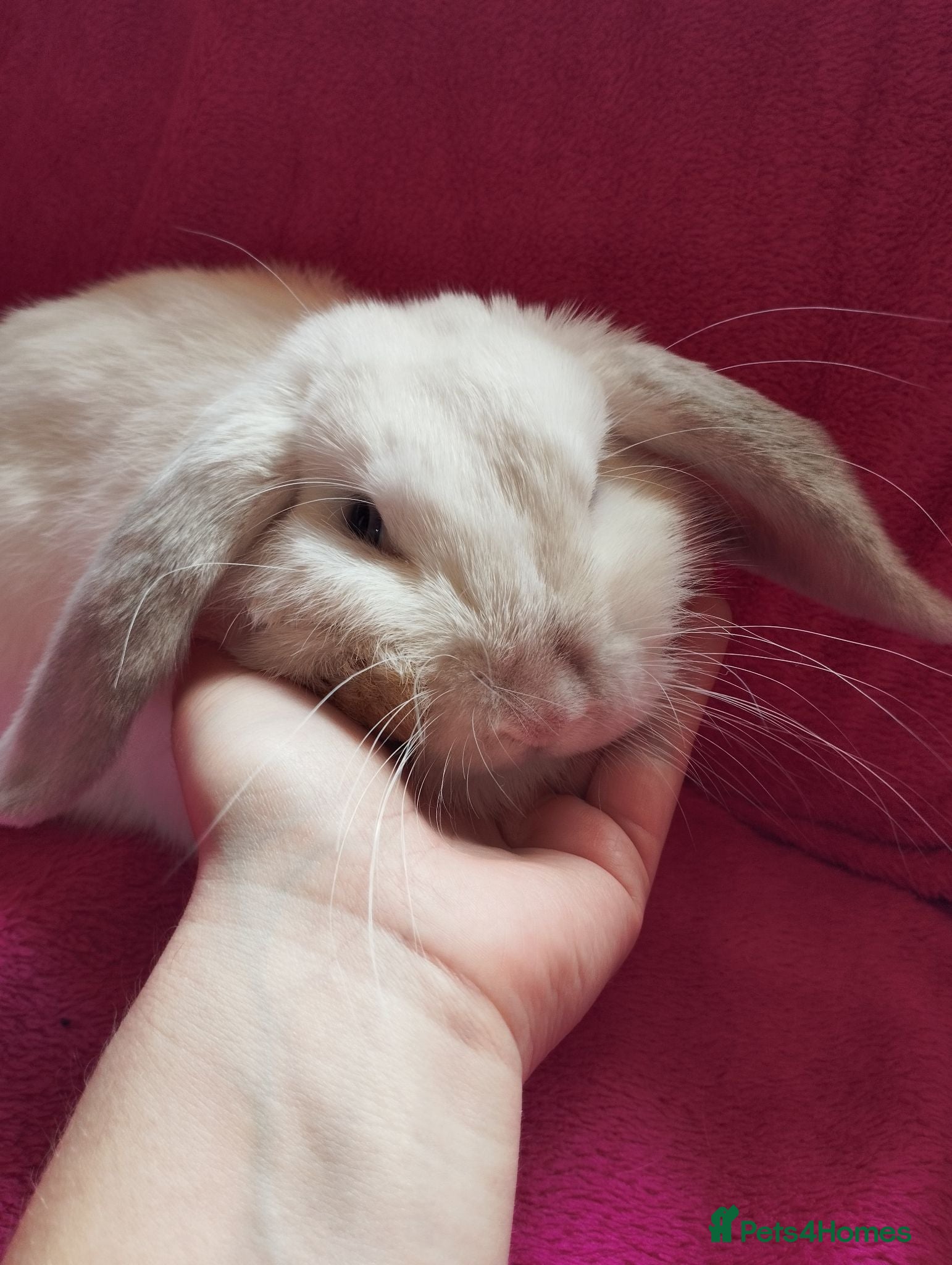 Mini Lop rabbits Affectionate boy still looking for a home ❤️ - Advert 2