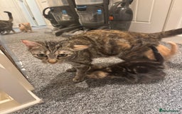 Domestic Shorthair cats for sale: 2 little boy - Image 7