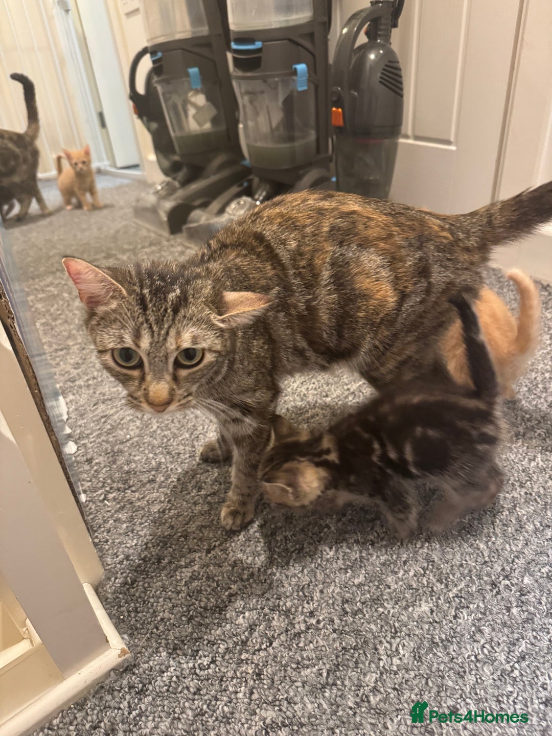 Domestic Shorthair cats for sale: 2 little boy - Image 7