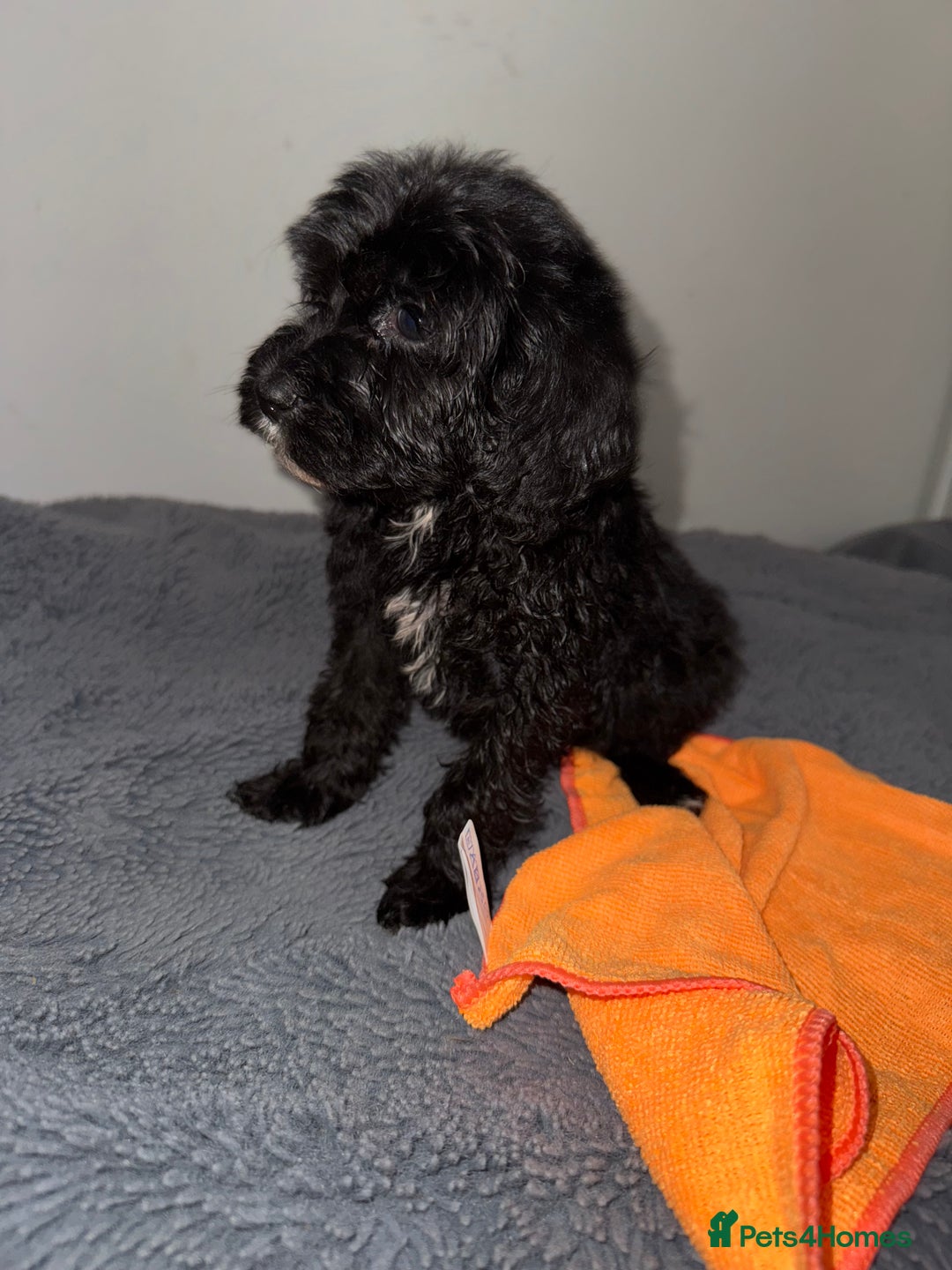 Sheepadoodle dogs for sale: Micro-mini Sheepadoodle reduced !!!!! - Image 20