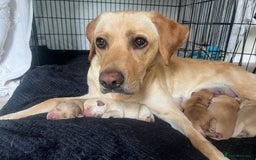 Cockerdor dogs for sale: Fox Red & Golden Labrador cross Cockerdor Puppies  - Image 9